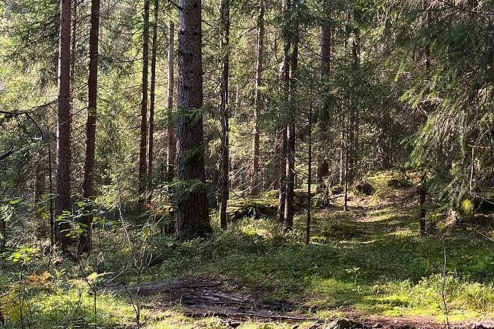 Holmenkollen Forest Walk: Nordic Legends & Traditional Norwegian Tastes photo 3