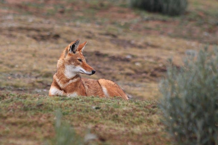 3-Day Bale Mountains Tour from Addis Ababa — Sanetti Plateau & Ethiopian Wolf