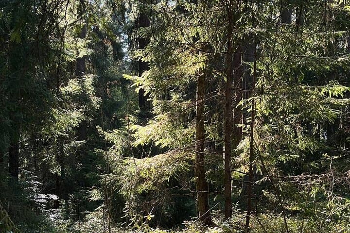 Holmenkollen Forest Walk: Nordic Legends & Traditional Norwegian Tastes photo 4