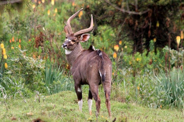 3-Day Bale Mountains Tour from Addis Ababa — Sanetti Plateau & Ethiopian Wolf photo 2