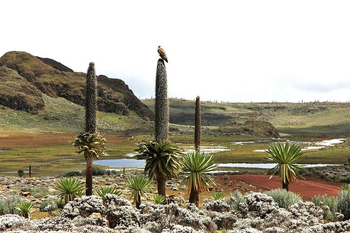 3-Day Bale Mountains Tour from Addis Ababa — Sanetti Plateau & Ethiopian Wolf photo 3