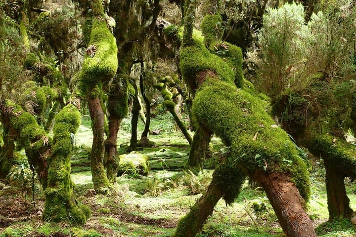 3-Day Bale Mountains Tour from Addis Ababa — Sanetti Plateau & Ethiopian Wolf photo 4