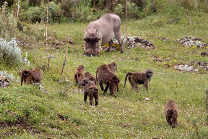 3-Day Bale Mountains Tour from Addis Ababa — Sanetti Plateau & Ethiopian Wolf photo 6