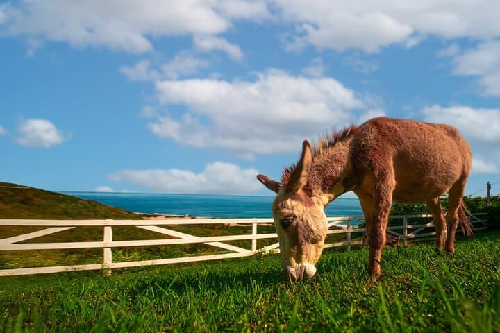 Donkeys & Tidepools: Guided Hike to a Secluded Puerto Rico Beach photo 5