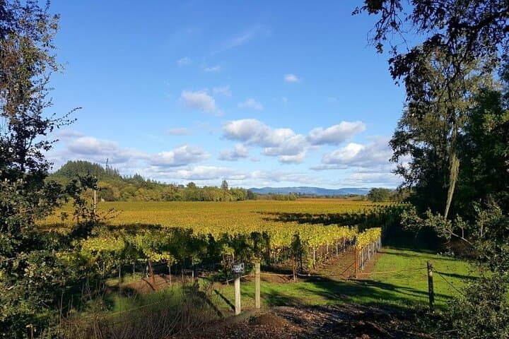 5-Day California Vineyards, Waves & Bioluminescent Kayak Tour photo 6