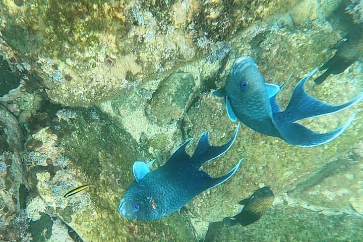 Snorkel Marietas Islands or Punta Mita Reefs — Private Snorkel Safari from Punta Mita