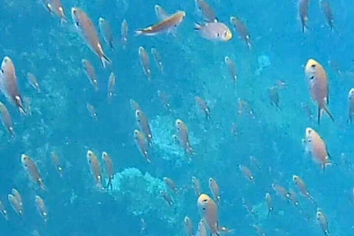 Snorkel Marietas Islands or Punta Mita Reefs — Private Snorkel Safari from Punta Mita photo 4
