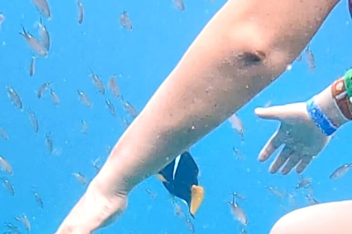 Snorkel Marietas Islands or Punta Mita Reefs — Private Snorkel Safari from Punta Mita photo 5