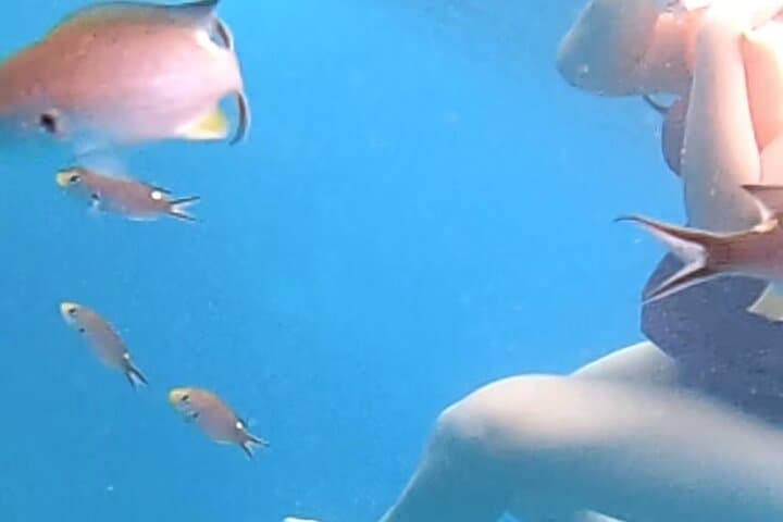 Snorkel Marietas Islands or Punta Mita Reefs — Private Snorkel Safari from Punta Mita photo 6
