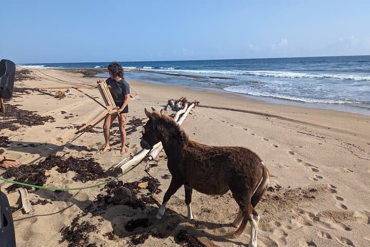 Donkeys & Tidepools: Guided Hike to a Secluded Puerto Rico Beach