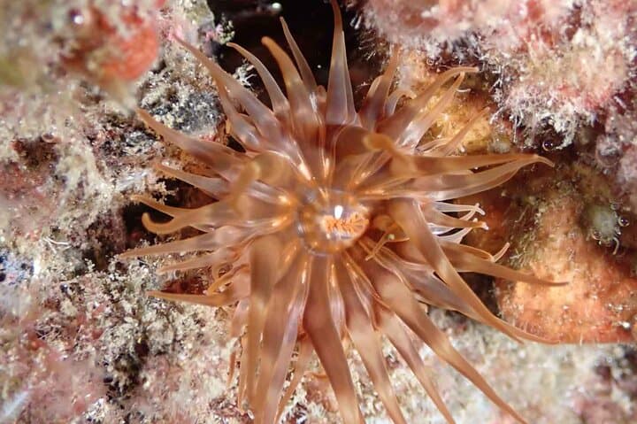 Caniçal Shipwreck Snorkeling, Madeira — Guided Tour & Marine Life photo 3