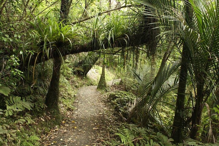 Ultimate Auckland Full-Day Tour: Volcanoes, West Coast Gannets & Brewery Lunch photo 2