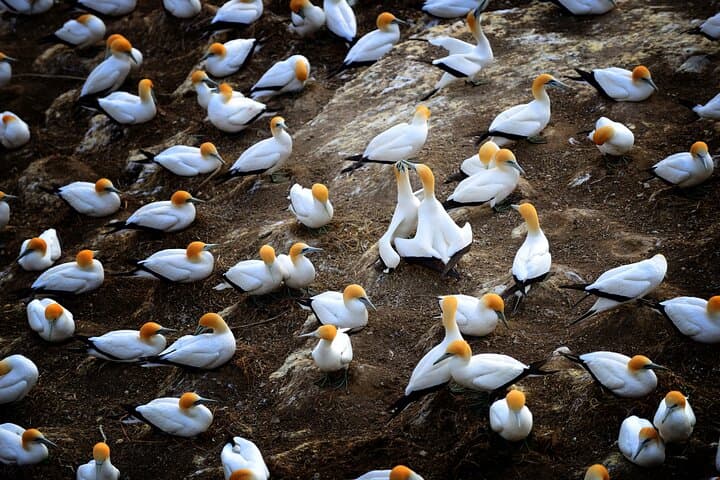 Ultimate Auckland Full-Day Tour: Volcanoes, West Coast Gannets & Brewery Lunch photo 5