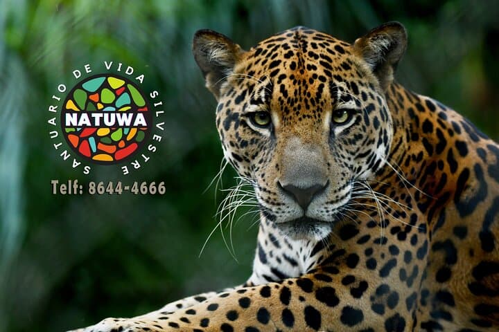 Natuwa Wildlife Sanctuary: Rainforest Encounters & Conservation Tours in Puntarenas