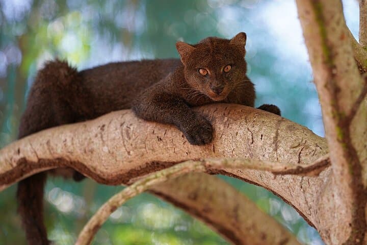 Natuwa Wildlife Sanctuary: Rainforest Encounters & Conservation Tours in Puntarenas photo 3