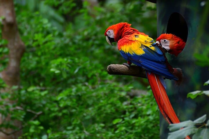 Natuwa Wildlife Sanctuary: Rainforest Encounters & Conservation Tours in Puntarenas photo 6
