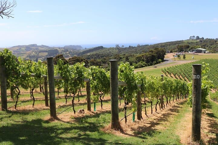 Waiheke Island Afternoon Wine Affair and Oceanfront Lunch photo 3