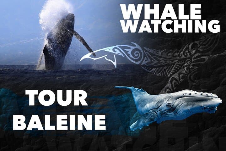 Moorea Whale Swim: Small-Group Humpback Watching & Snorkel Tour