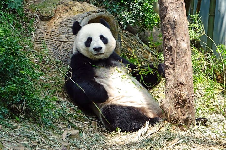 Zoo Negara Kuala Lumpur: Giant Panda Viewing & National Zoo Visitor Guide