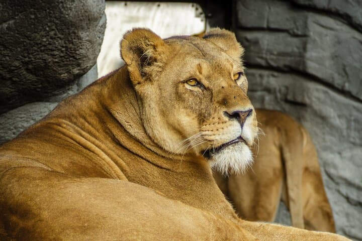 Zoo Negara Kuala Lumpur: Giant Panda Viewing & National Zoo Visitor Guide photo 4