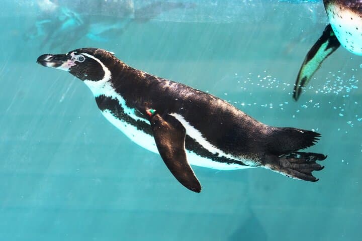 Zoo Negara Kuala Lumpur: Giant Panda Viewing & National Zoo Visitor Guide photo 5