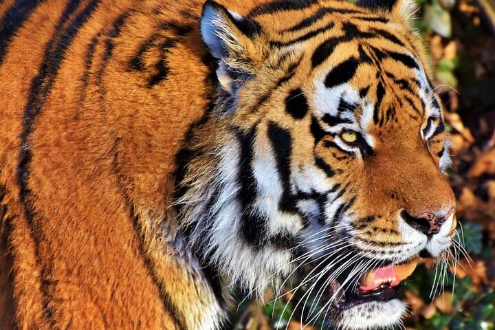 Zoo Negara Kuala Lumpur: Giant Panda Viewing & National Zoo Visitor Guide photo 6