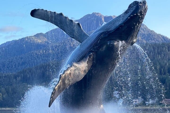 Private Juneau Sightseeing Tour — Mendenhall Glacier, Rainforest Trails & Tlingit Culture photo 5