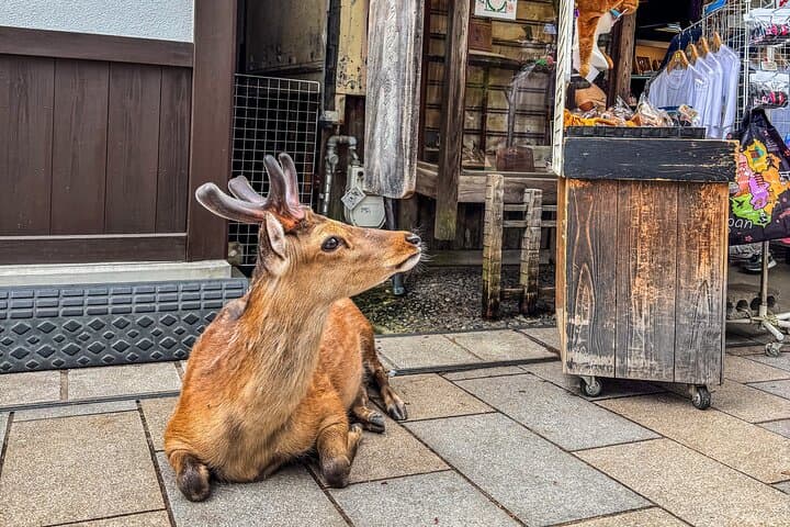 Bullet Train to Temples: Super Express Nara & Kyoto Day Trip from Tokyo photo 5