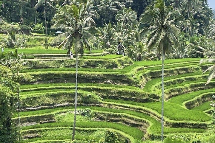 Ubud All-Inclusive Day Tour: Monkey Forest, Tegalalang & Tirta Empul photo 3
