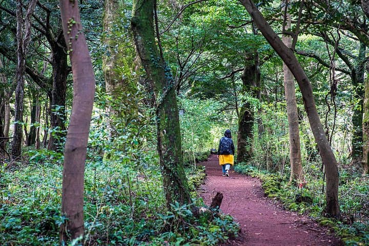 Discover Jeju in 3 Days — Wellness, Volcanic Peaks & Coastal Wonders photo 4
