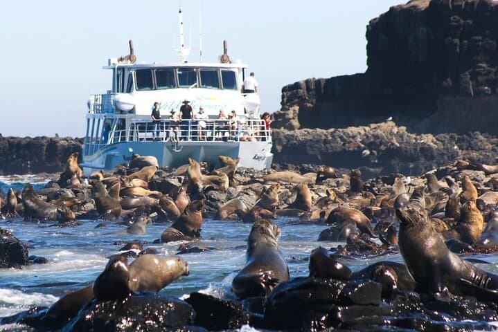 Phillip Island Wildlife Cruise and Penguin Parade Day Trip from Melbourne
