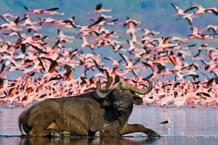 Kenya Wilderness Explorer: 7-Day Amboseli, Taita & Tsavo Safari photo 2