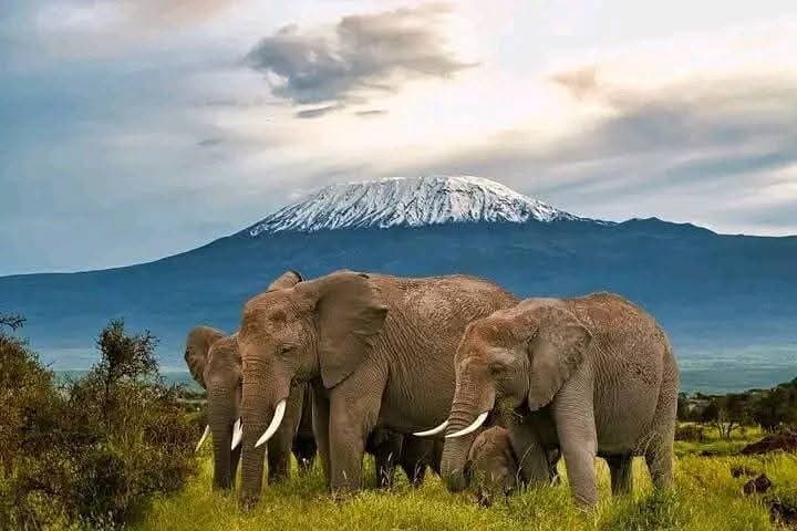 Kenya Wilderness Explorer: 7-Day Amboseli, Taita & Tsavo Safari photo 3