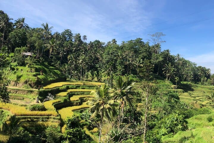 Best of Ubud: Monkey Forest, Tegalalang Rice Terrace, Waterfalls & Bali Swing Day Tour photo 3