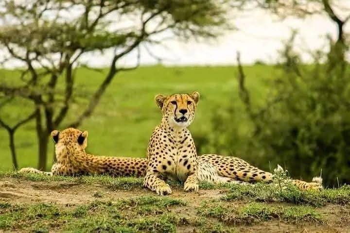 Kenya Wilderness Explorer: 7-Day Amboseli, Taita & Tsavo Safari photo 4