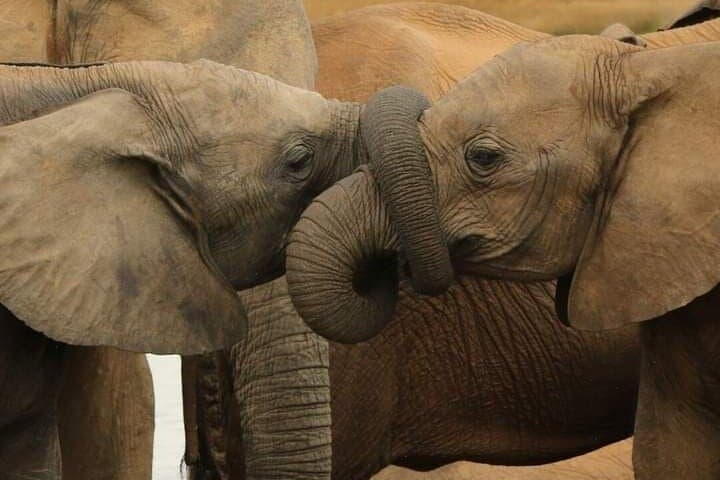 Kenya Wilderness Explorer: 7-Day Amboseli, Taita & Tsavo Safari photo 5