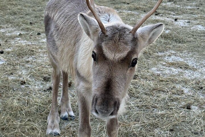 Short Reindeer Sleigh Ride & Reindeer Farm Introduction in Rovaniemi