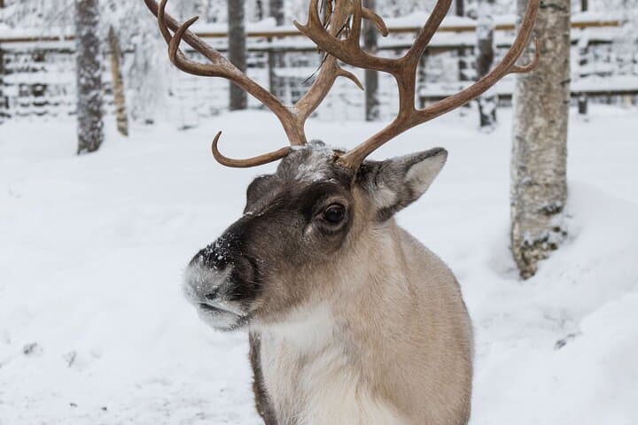 Short Reindeer Sleigh Ride & Reindeer Farm Introduction in Rovaniemi photo 2
