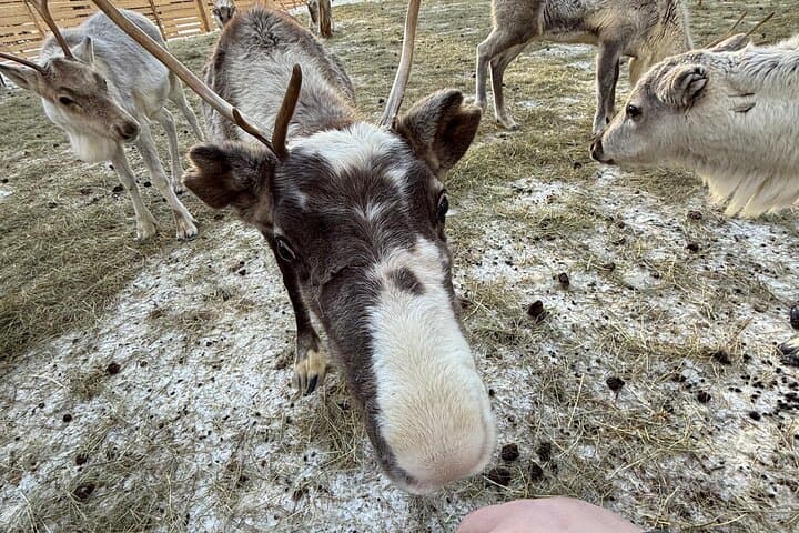 Short Reindeer Sleigh Ride & Reindeer Farm Introduction in Rovaniemi photo 3