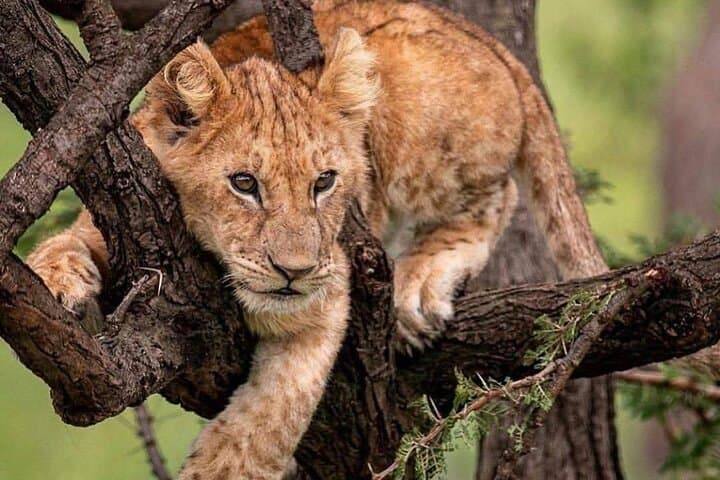 2-Day Maasai Mara Joining Safari: Short-Notice Big Five Game Drives from Nairobi photo 3