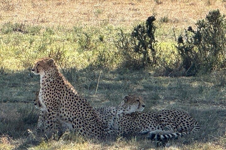 2-Day Maasai Mara Joining Safari: Short-Notice Big Five Game Drives from Nairobi photo 4