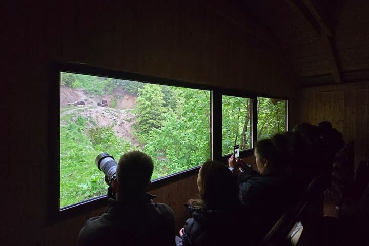 Transylvanian Brown Bear Watching from Brasov: Guided Wild Bear Safari photo 5