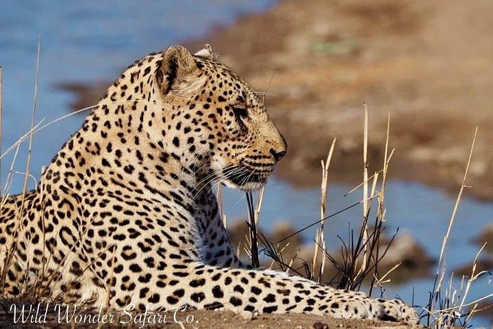Half-Day Kruger Safari from Hoedspruit: Morning Wildlife Drive photo 3