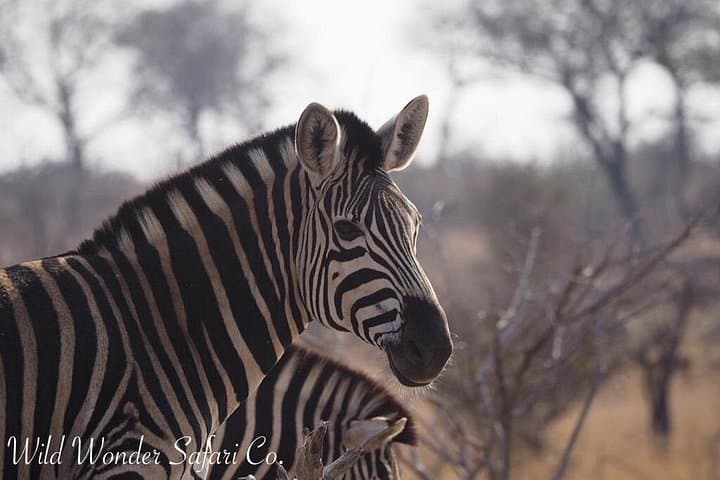 Half-Day Kruger Safari from Hoedspruit: Morning Wildlife Drive photo 5