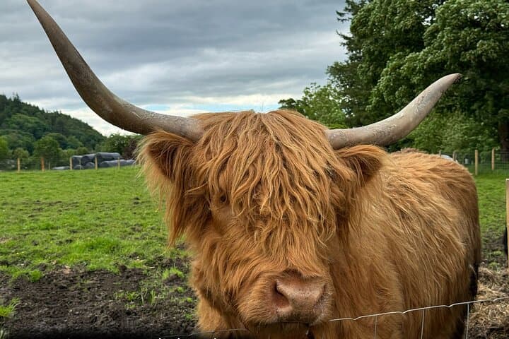 Highland Cows, Stirling Castle & Deanston Whisky Day Tour photo 2