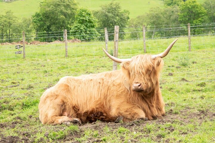 Highland Cows, Stirling Castle & Deanston Whisky Day Tour photo 3