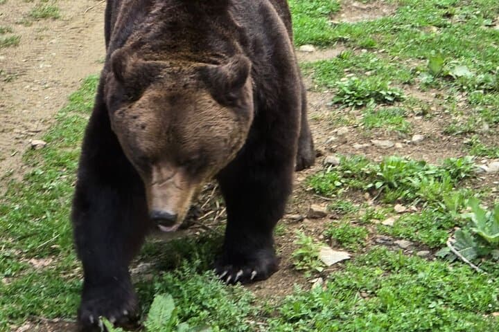Transylvanian Brown Bear Watching from Brasov: Guided Wild Bear Safari photo 3