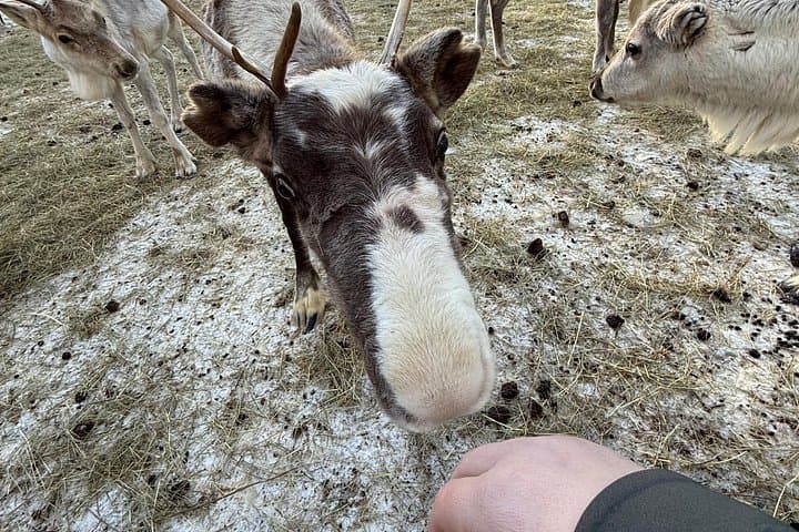 Rovaniemi Reindeer Sleigh Ride — 1-Hour Lapland Farm Safari photo 1
