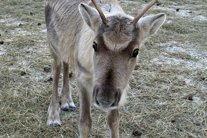 Rovaniemi Reindeer Sleigh Ride — 1-Hour Lapland Farm Safari photo 2
