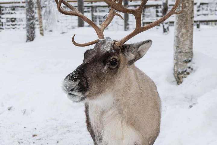 Rovaniemi Reindeer Sleigh Ride — 1-Hour Lapland Farm Safari photo 3
